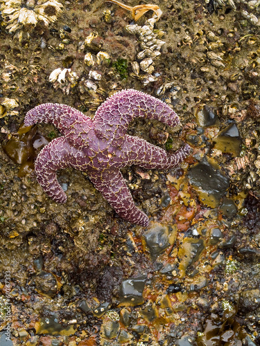 Starfish Attached to Rocks as the Surf is Coming In