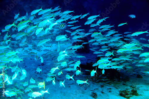 Coral fish in blue water. #60767743