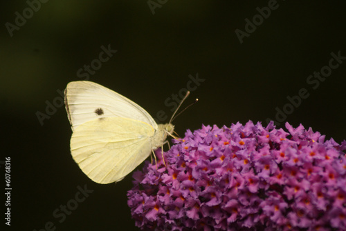 Fotografi Butterfly on butterfly-bush