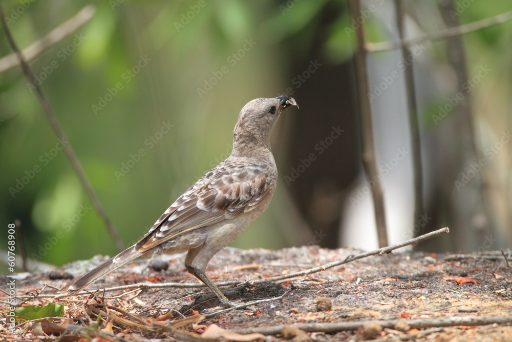 Great Bowerbird (Chlamydera nuchalis) in Australia Great Bowerbird (Chlamydera nuchalis) in Australia