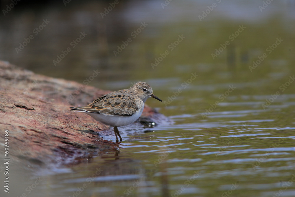 Temminick's Stint (Calidris temminckii) Temminick's Stint (Calidris temminckii)