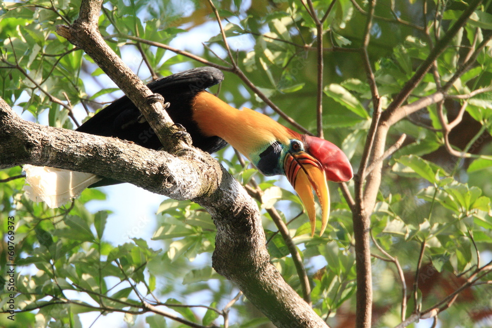 Fototapeta premium Knobbed Hornbill with large colorful bill 