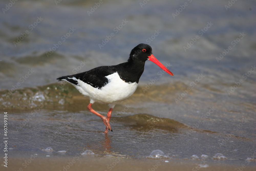 Eurasian Oystercatcher (Haematopus ostralegus) in Japan Eurasian Oystercatcher (Haematopus ostralegus) in Japan