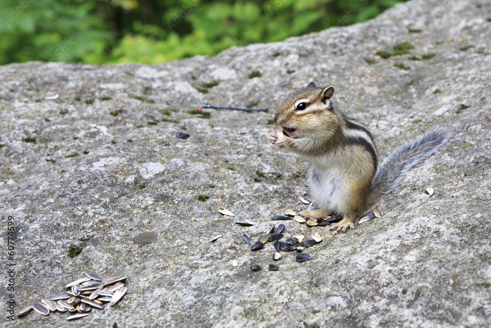 Funny wild chipmunk eats seeds. Funny wild chipmunk eats seeds.