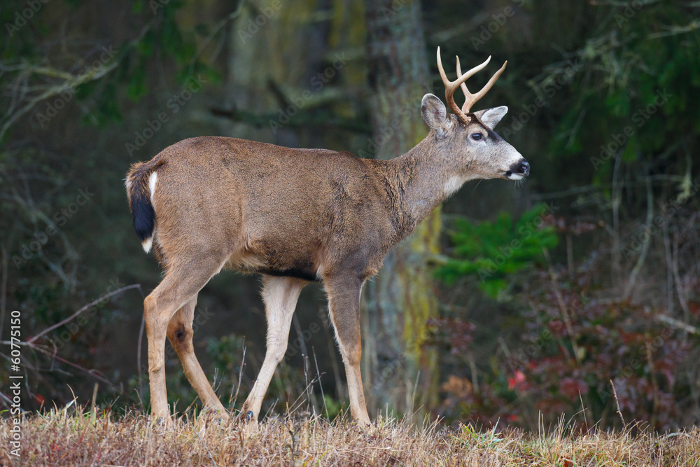 Buck with Antlers Buck with Antlers
