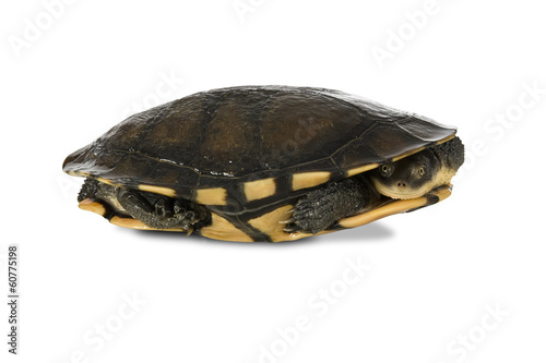 Australian long-necked turtle on white, with clipping path.