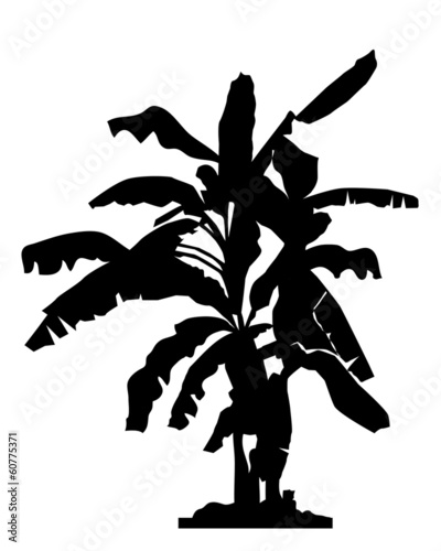 Banana tree silhouette- vector