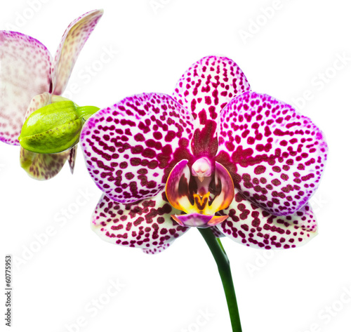 Fototapeta Naklejka Na Ścianę i Meble -  Blooming purple spotted orchid isolated on white background