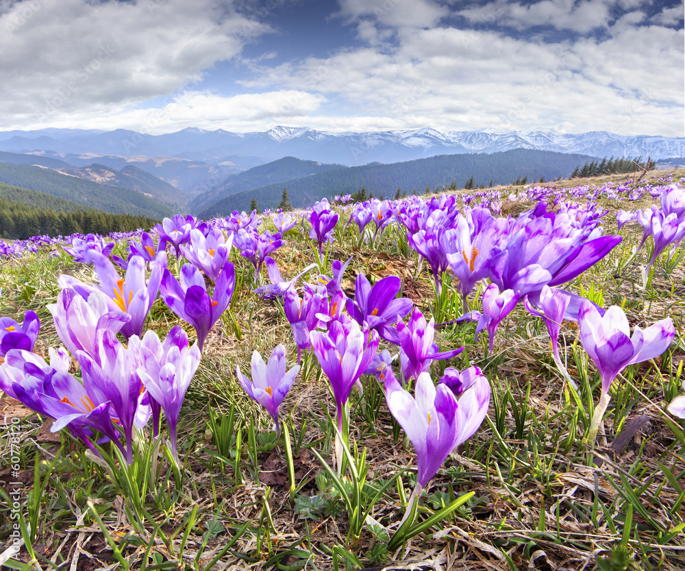 Blossom of crocuses at spring in the mountains Blossom of crocuses at spring in the mountains