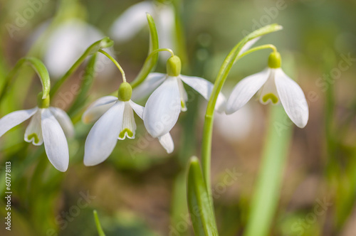 Snowdrop flowers (Galanthus nivalis) in the spring forest