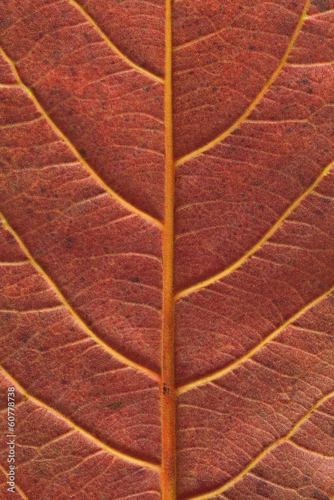 Obraz premium Malabar leaf texture.