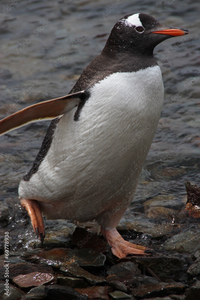Naklejka premium Gentoo penguin, Grytviken, South Georgia