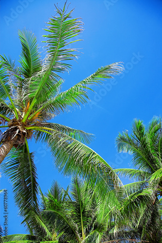 palm tree