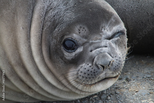 Elephant seal, Grytviken, South-Georgia