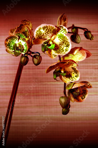 Beautiful flower Orchid  phalaenopsis