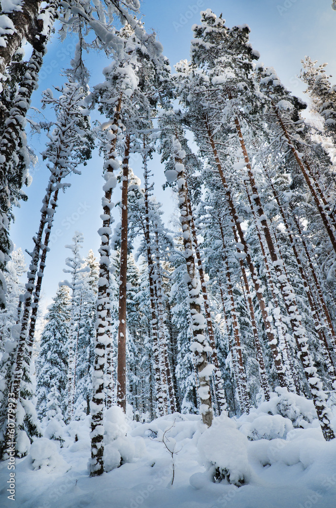 Fototapeta premium Winter snow covered trees against the blue sky