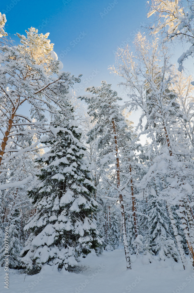 Winter snow covered trees against the blue sky Winter snow covered trees against the blue sky