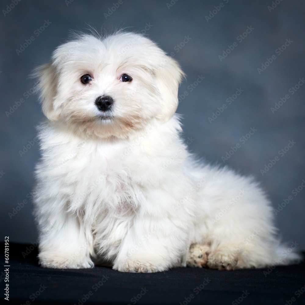 White Puppy Maltese dog White Puppy Maltese dog