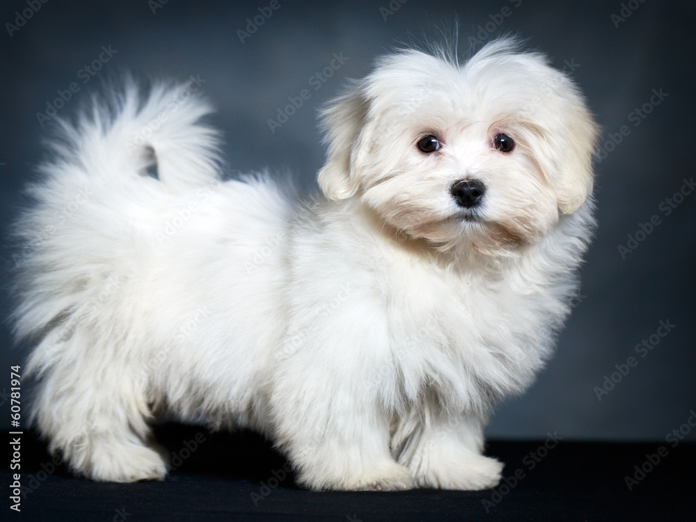 White Puppy Maltese dog White Puppy Maltese dog