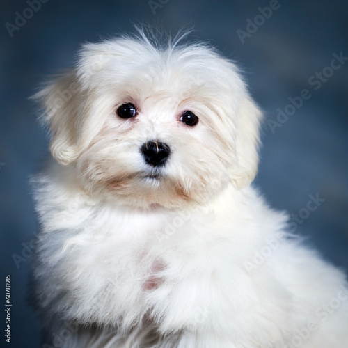 White Puppy Maltese dog