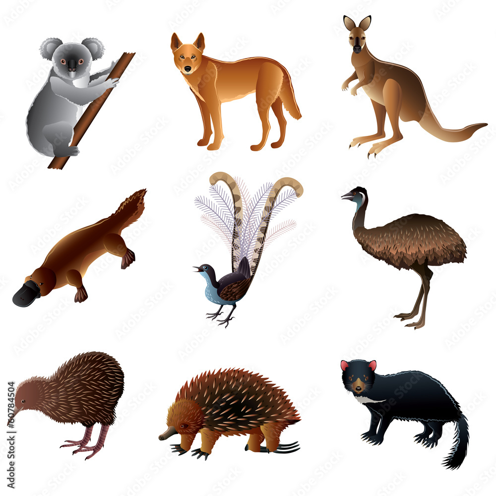 Naklejka premium Australian animals vector set