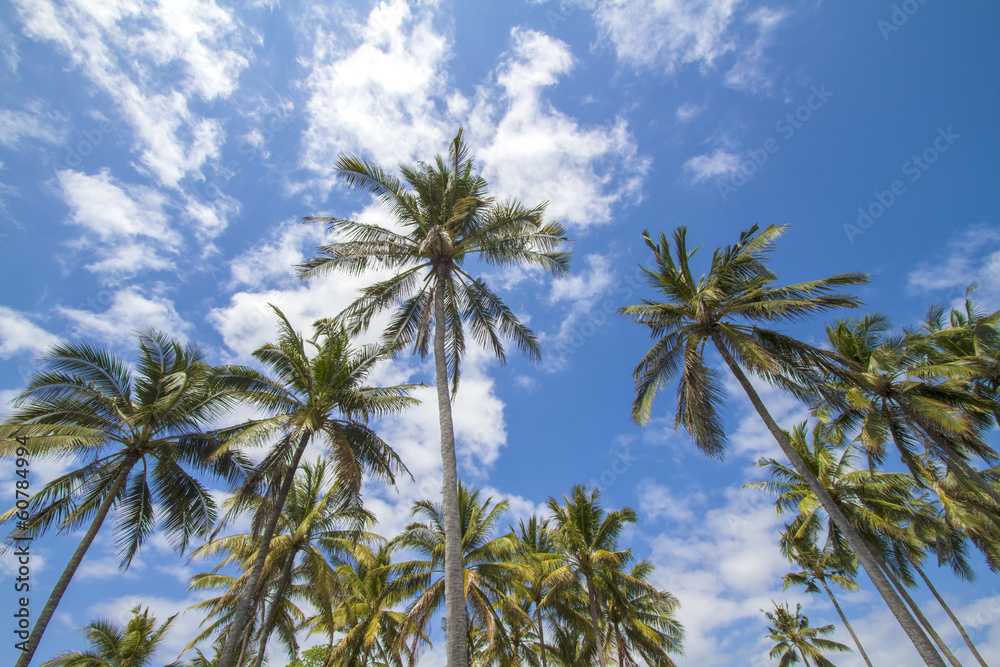 Palms under the sky