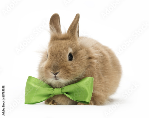 baby rabbit