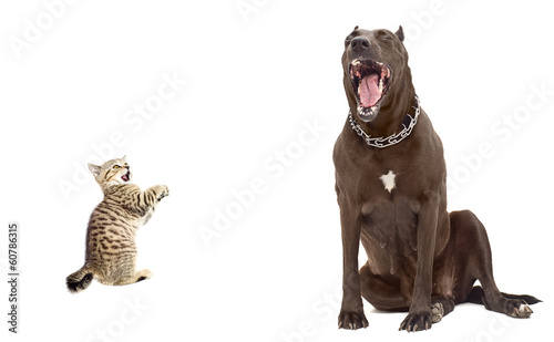 Fototapeta Naklejka Na Ścianę i Meble -  Kitten was scared big dog