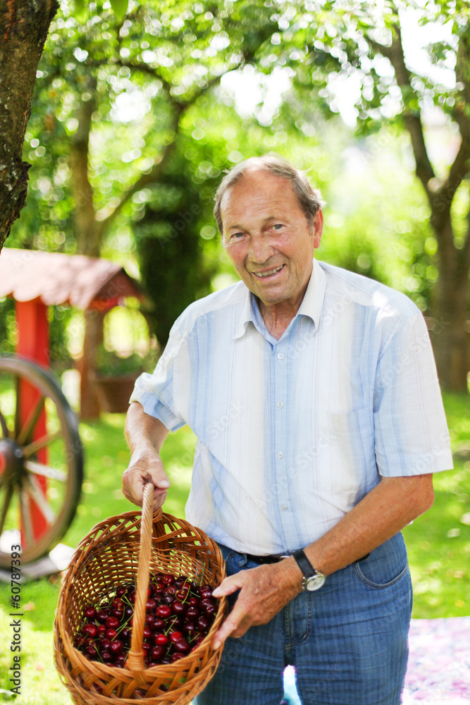 Attractive senior man 70 years old picking cherries in his garde Attractive senior man 70 years old picking cherries in his garde