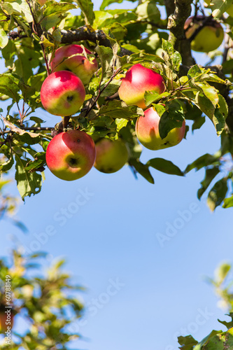 фотографія apples in the fall on an apple tree