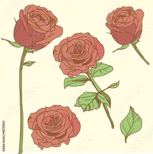 muster rosen