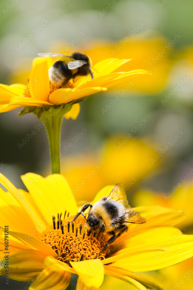 Fototapeta premium Bumble bees on sunflowers in summer