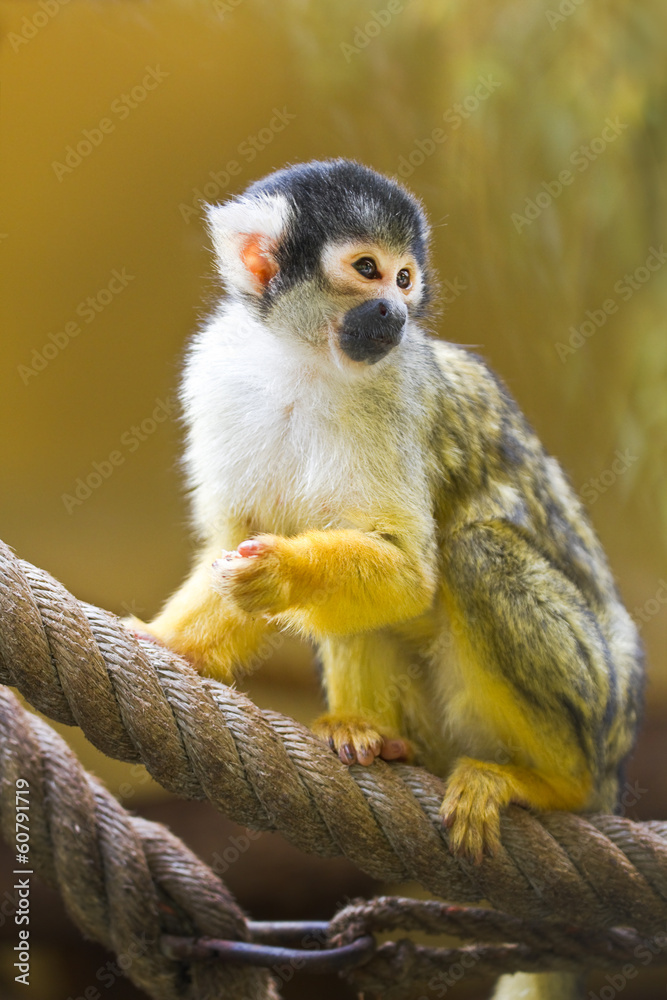 Fototapeta premium Squirrel- or Skull monkey