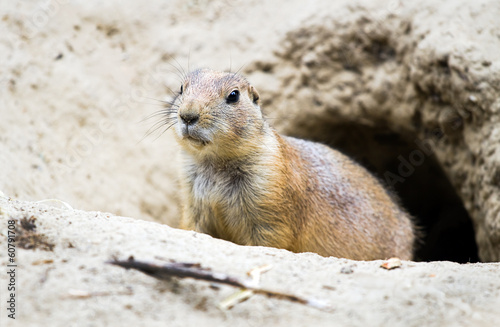 Prairie dog coming out from burrow