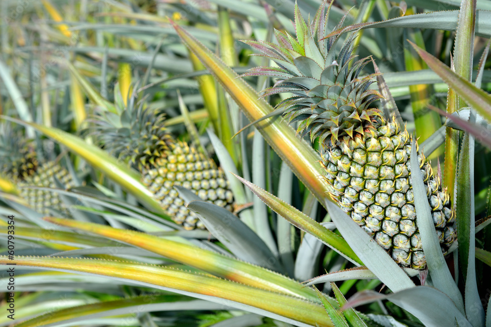 Obraz premium Pineapple farm