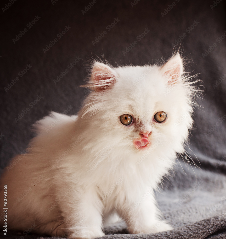 Kitten licking its mouth