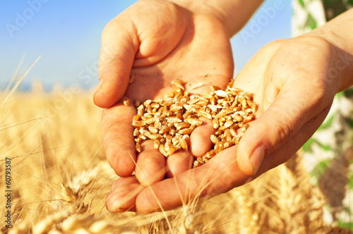 Wheat in woman's hands photo