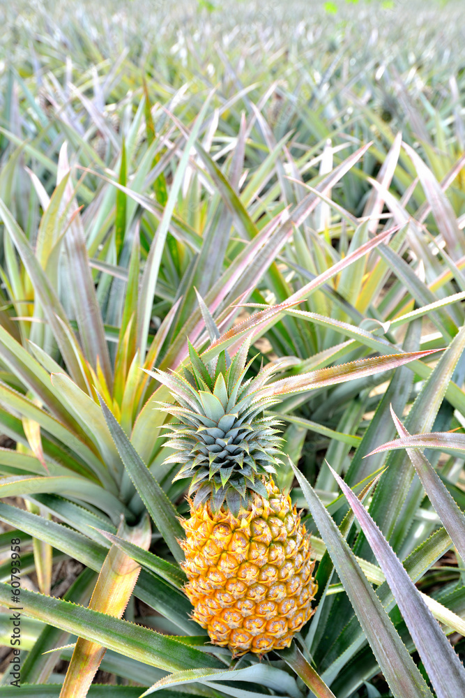 Pineapple farm Pineapple farm