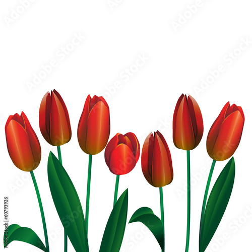 bouquet of red tulips 4