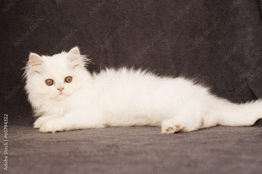 White Persian kitten White Persian kitten