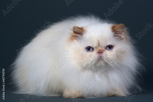 Persian cat breed © B.Stefanov
