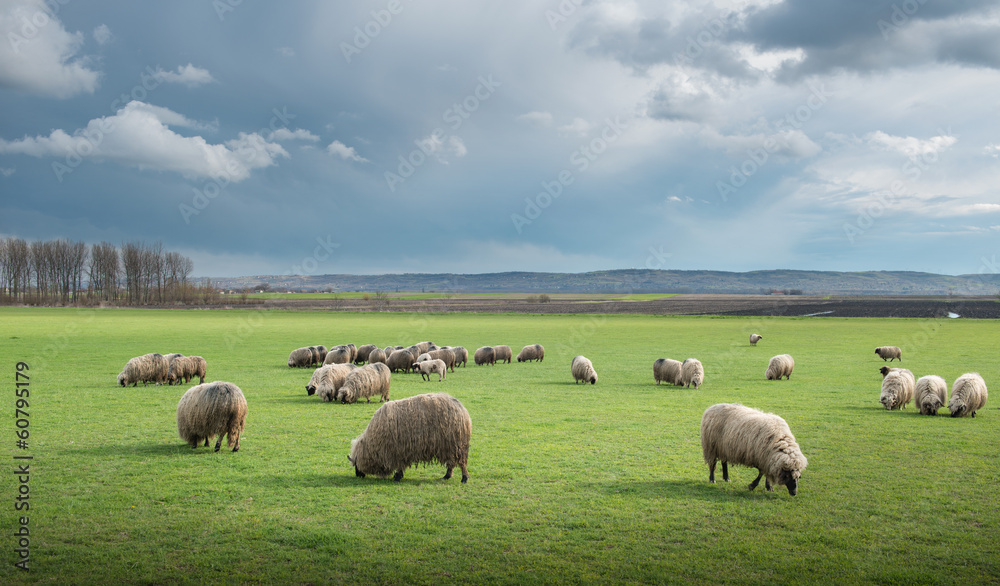 sheep on pasture