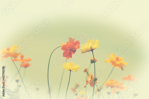 Yellow cosmos flower in vintage  style