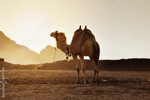 Египет. Синайский полуостров, одинокий верблюд