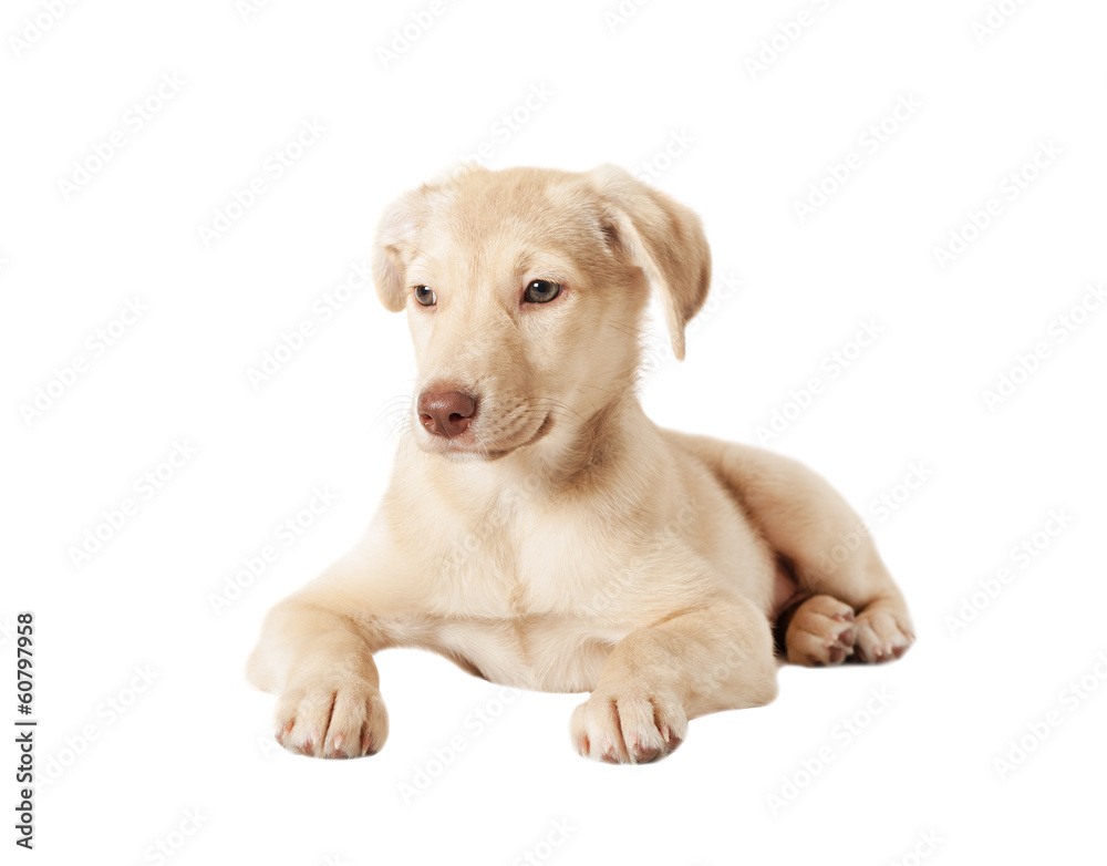 cute puppy golden color
