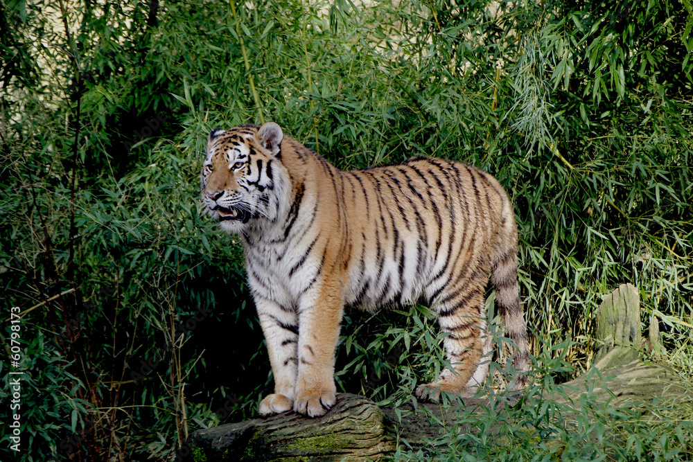 Obraz premium tiger