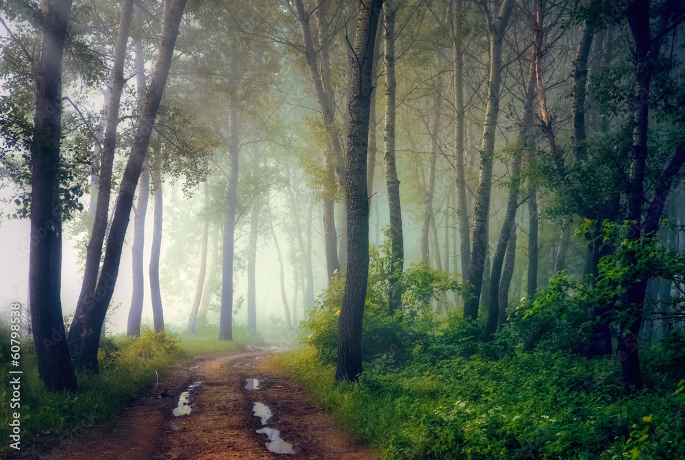 Obraz premium Mystical forest