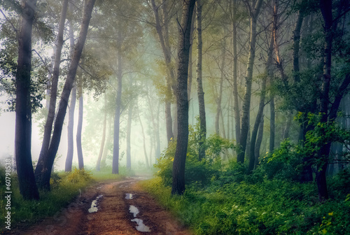 Mystical forest