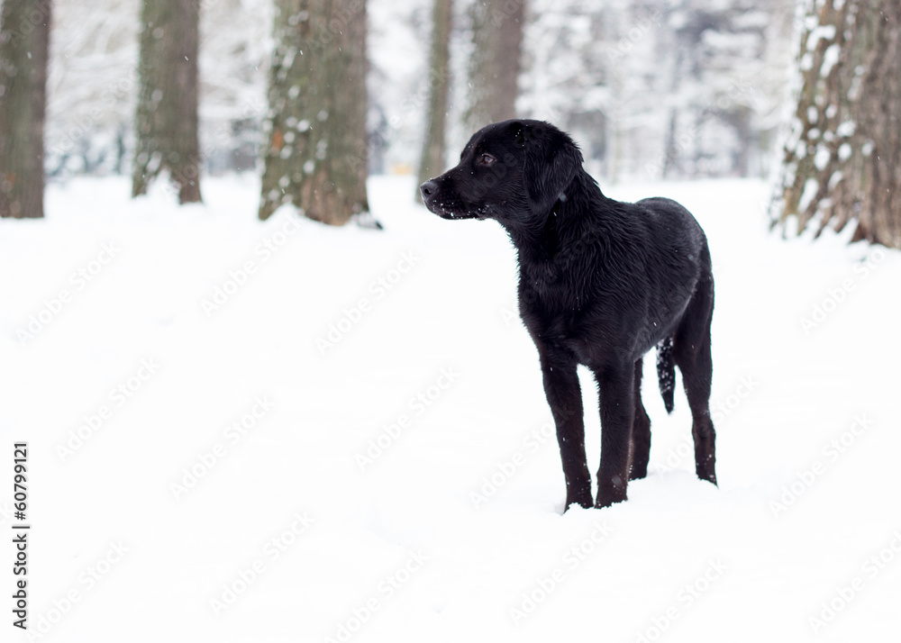 Obraz premium Labrador Retriever puppy