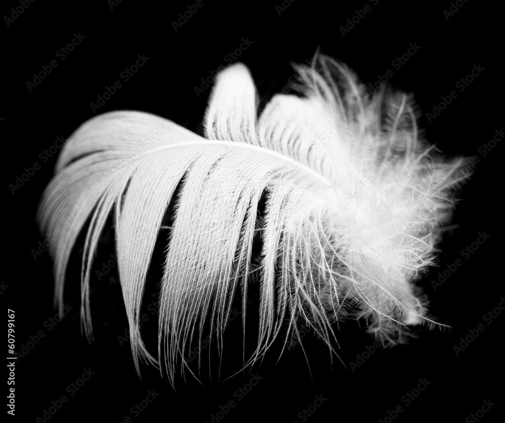 Obraz premium feather on a black background